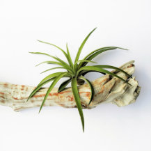 Air plant on a piece of wood